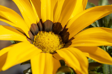 Yellow Daisy