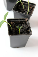 Cucumber seedlings on the windowsill