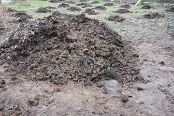 A close-up on organic fertilizer, cow manure pile and distribution organic fertilizer across the vegetable garden before plowing the soil in spring.