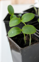 Cucumber seedlings on the windowsill