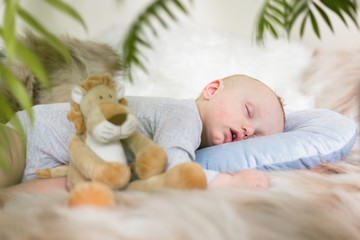 Little baby boy sleeping on a blue pillow on artificial fur with cuddly lion - seen from behind the palm