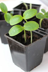 Cucumber seedlings on the windowsill