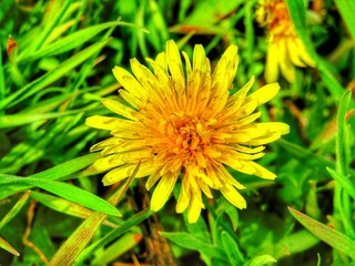 yellow dandelion flower