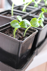 Cucumber seedlings on the windowsill