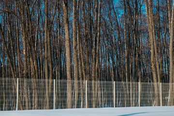 hedge, fence to protect the forest from people in the winter