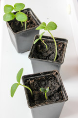 Cucumber seedlings on the windowsill