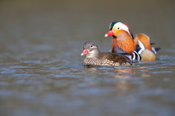A adult couple of mandarin ducks swimming and foraging in a city pond in the capital city of Berlin Germany