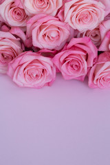 Bouquet of pink roses on a purple background top view
