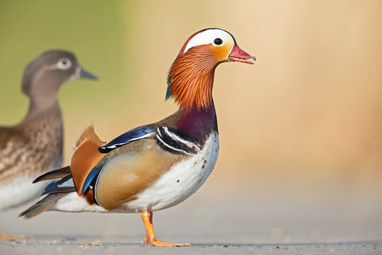 Male and female mandarin duck perched on the side of a lake at a park.