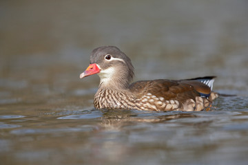 A adult female mandarin duck (Aix galericulata) swimming and foraging in a city pond in the capital city of Berlin Germany.