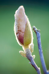 Beautiful purple magnolia flower blossom bathing in sunlight in the spring season on the magnolia tree