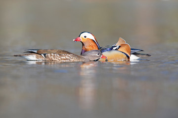 Male and female mandarin ducks flirting with each other in a pond in the park.  Photographed from a low angle in the city of Berlin.