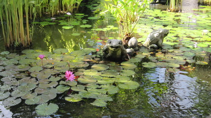 Colorful floating water lily flowers