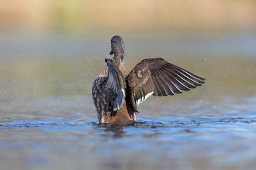 A female mandarin duck flapping its wings in the water.