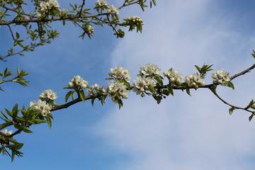 
Snow-white flowers bloomed on cherry plum in early spring