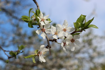 
Snow-white flowers bloomed on cherry plum in early spring