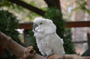 white parrot