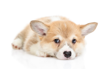 Unhappy Pembroke Welsh Corgi puppy lies in front view. isolated on white background