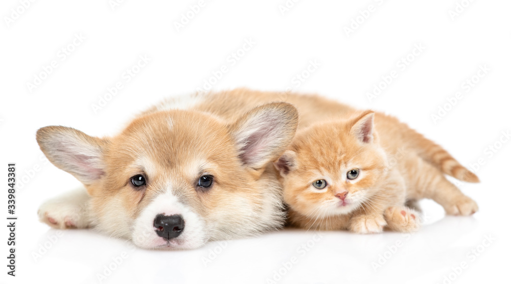 Poster Pembroke welsh corgi puppy and tiny kitten lie together and look at camera together. isolated on white background