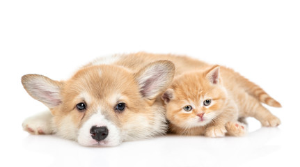 Fototapeta na wymiar Pembroke welsh corgi puppy and tiny kitten lie together and look at camera together. isolated on white background