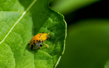ladybug on leaf