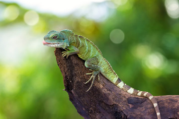 green lizard on a branch