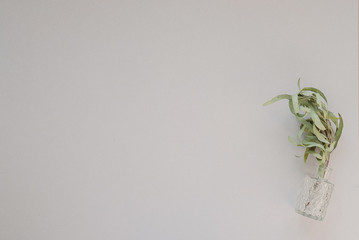 eucalyptus branch in glass vase on gray background