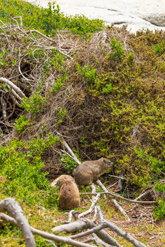 Rock dassie taken on Boulder's Beach, western cape