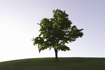 Fototapeta na wymiar Wonderful tree on grass hill at sunset.