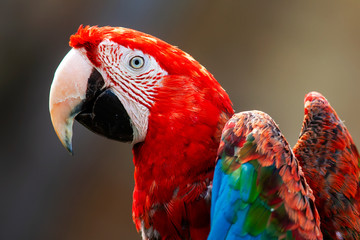 Tête de ara à ailes vertes en gros plan  © guitou60