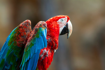 Tête de ara à ailes vertes en gros plan  © guitou60