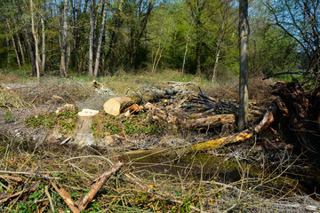 Coupe de bois