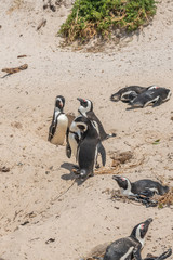Penguine colony at Boulders Beach