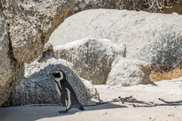 A single African Penguin stay after swimming at a rock to go dry, Boulders Beach, Simonstown, South Africa