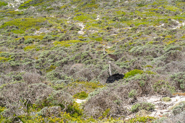 Ostrich at the Cape of Good Hope, South Africa. A Wild Ostrich, Table Mountain National Park
