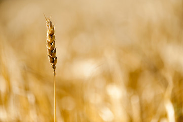 golden wheat field in summer