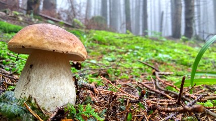 mushroom in the forest