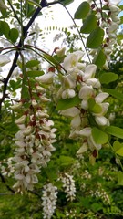 white flowers of apple tree