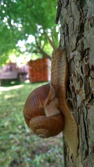 squirrel on tree