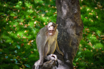 Monkey sitting on a tree watching it's baby monkey playing under the tree