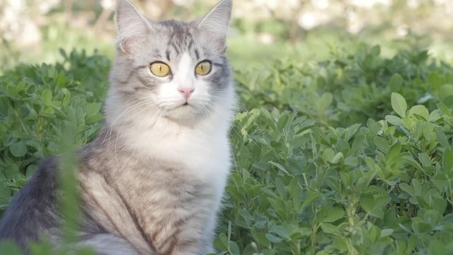 grey fluffy cat sitting in green grass and observing environment, cat walking outdoors, pet enjoying spring nature, lifestyle of domestic animals