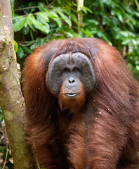 Orangutan (Hominidae) portrait of a male