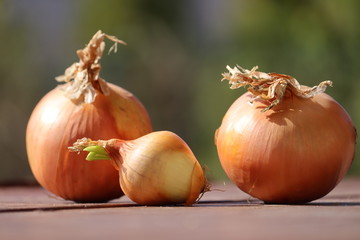 yellow brown Onion from Europe