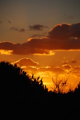 Obraz premium Grands cormorans