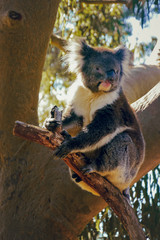 Hanging Koala in Yanchep National Park
