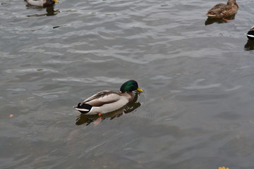 Duck.