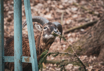 muflon in the park