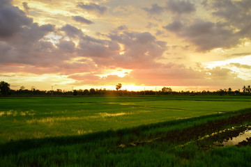 evening sunset sky and field 