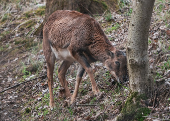 muflon in the park