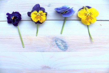 summer wild flowers placed on a pale whitewashed wooden background